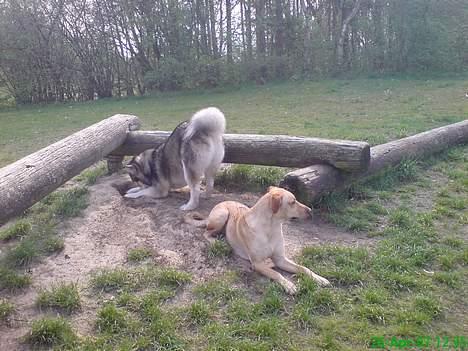 Blanding af racer Beauty billede 13