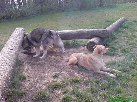 Blanding af racer Beauty billede 14