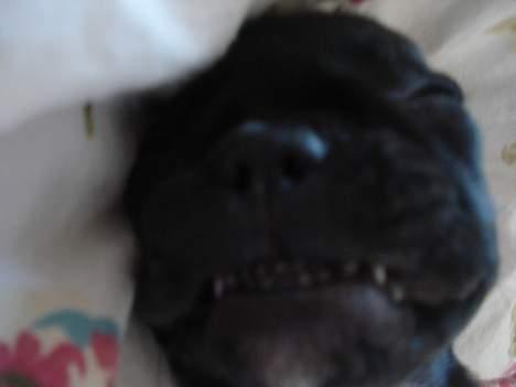 Fransk bulldog Pølle billede 3