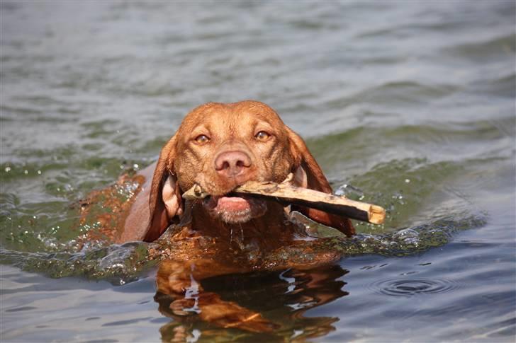 Vizsla Lucca billede 11