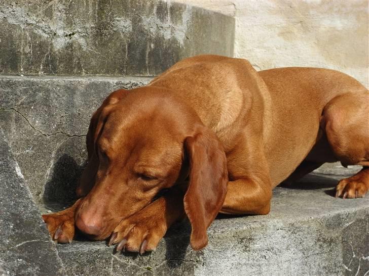 Vizsla Lucca billede 12