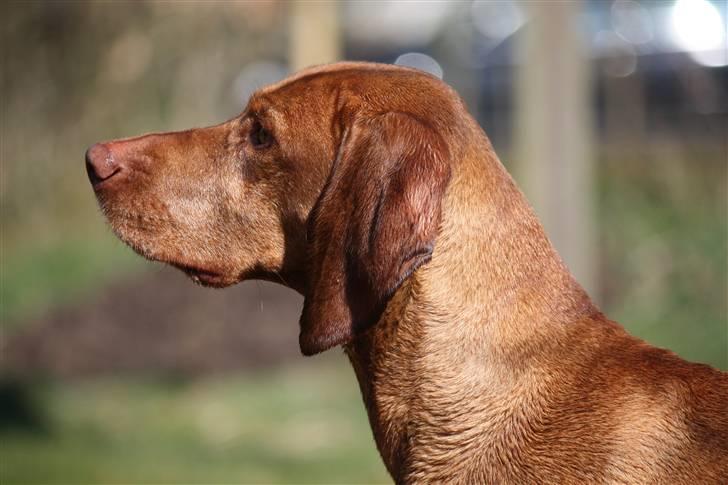 Vizsla Lucca billede 13