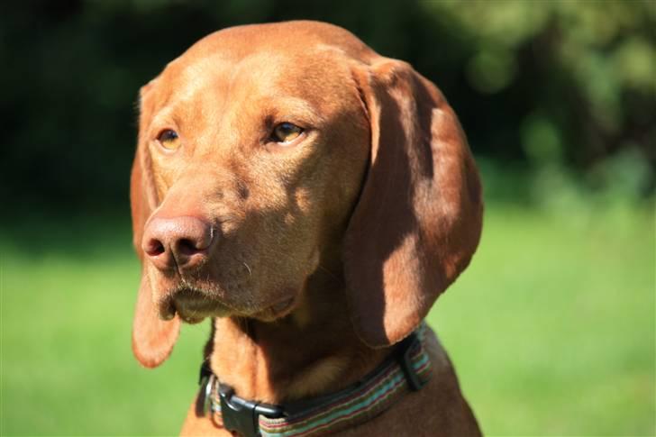 Vizsla Lucca billede 14
