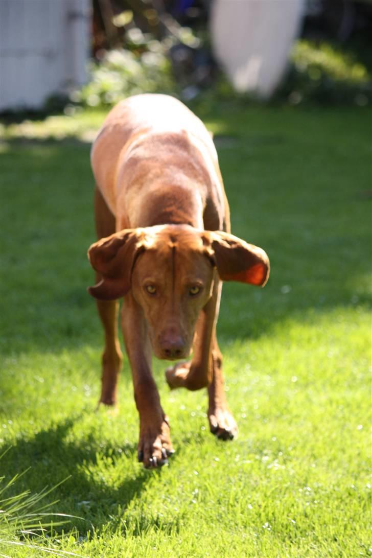 Vizsla Lucca billede 15