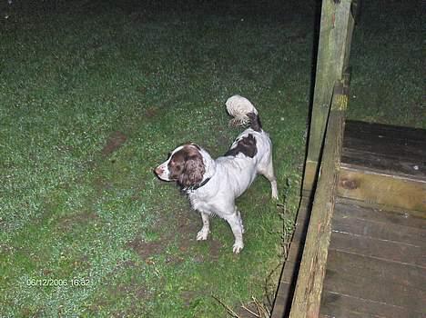 Field Trial spaniel Dina - Dina 07 billede 2