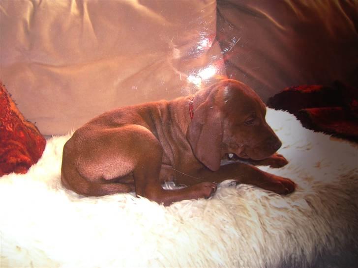 Vizsla Lucca billede 16