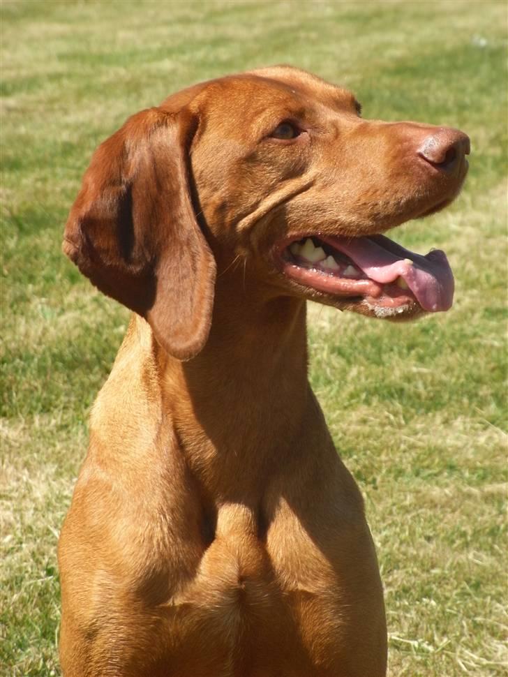 Vizsla Lucca billede 17