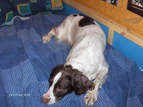 Field Trial spaniel Dina - Dina 07 I min lille brors seng billede 3
