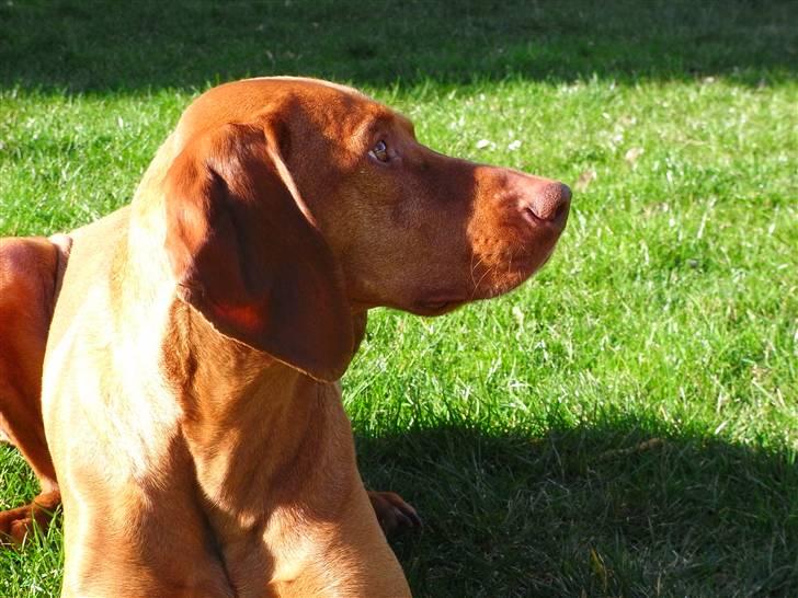 Vizsla Lucca billede 18