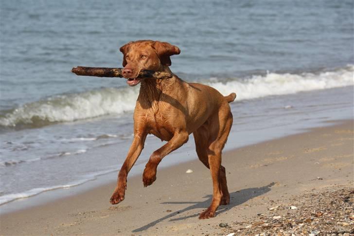 Vizsla Lucca billede 19