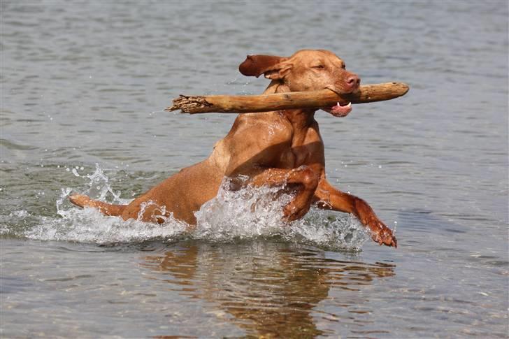 Vizsla Lucca billede 20