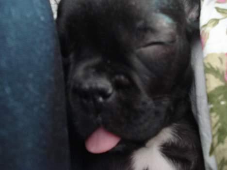 Fransk bulldog Pølle billede 4