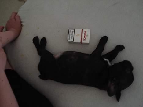 Fransk bulldog Pølle billede 5