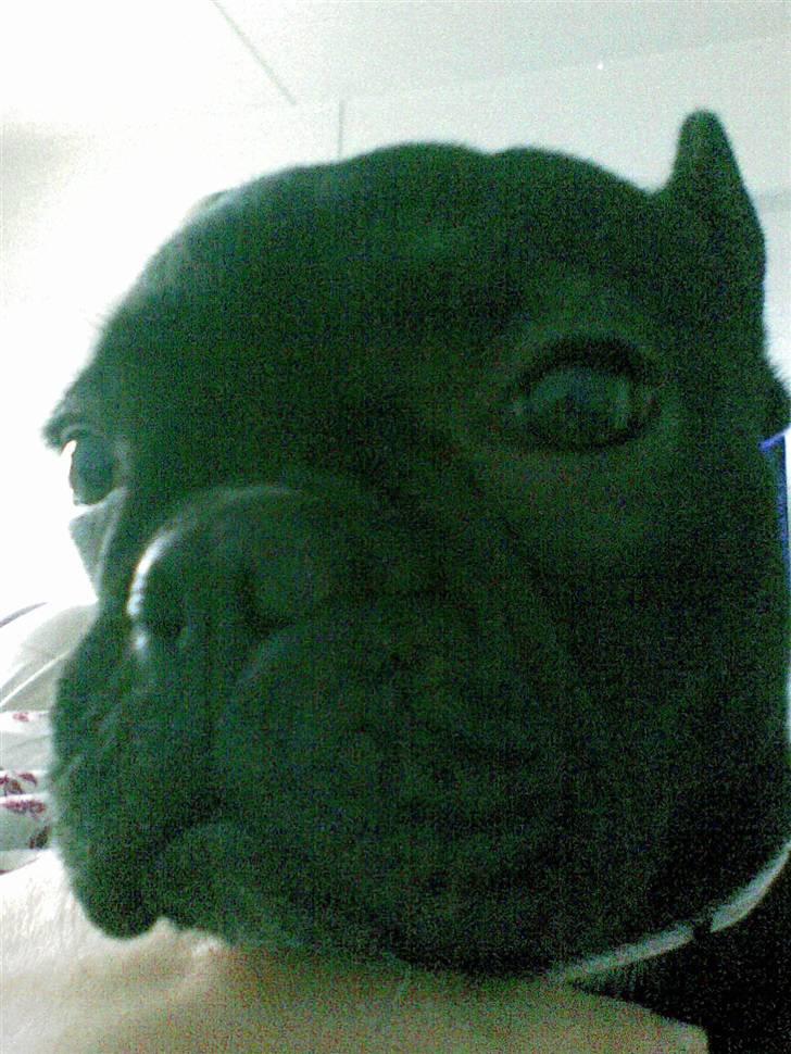 Fransk bulldog Pølle billede 6