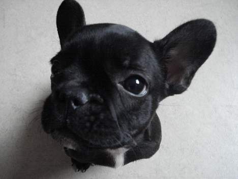 Fransk bulldog Pølle billede 7