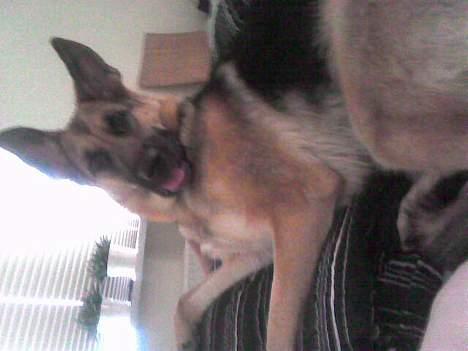 Schæferhund Bonja - Ligger lige og putter lidt, i sengen selvfølgelig. billede 5