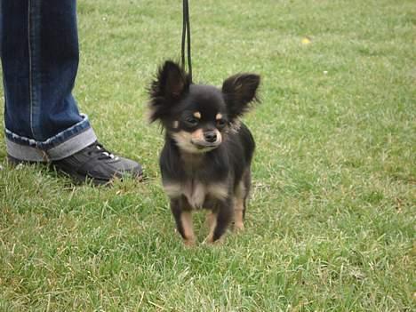 Chihuahua Tyson - Udstilling i Næstved 1.præmie og SL billede 5