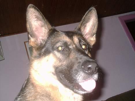 Schæferhund tessa billede 13