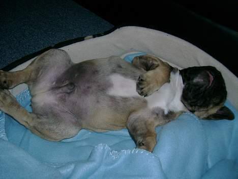 Fransk bulldog Kento billede 3