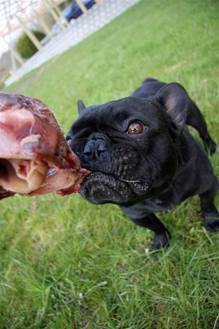 Fransk bulldog Adonis Kinibox [LOTUS] -  - Kaylleeeeeeee venttttttt billede 11