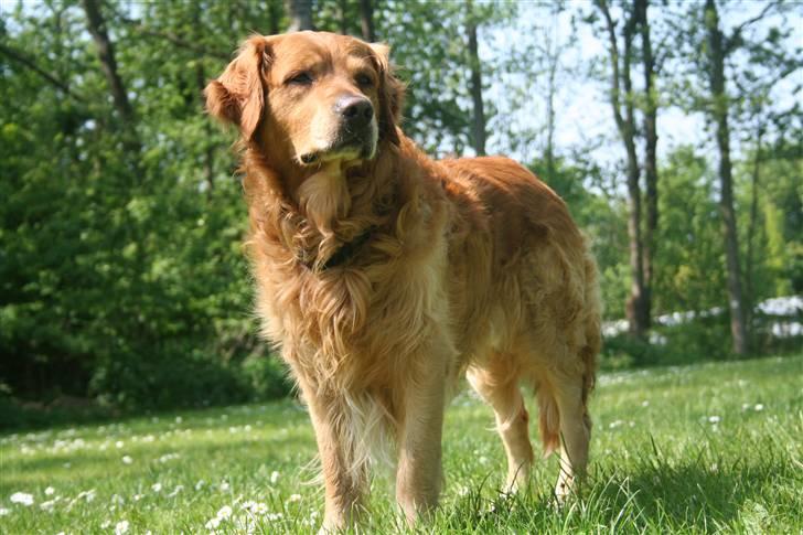 Golden retriever Rex - Camping i det fynske, 2007 (: billede 10