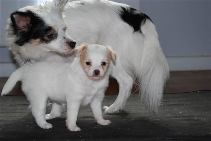 Blanding af racer Minie billede 13