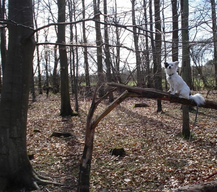 Blanding af racer Minie billede 14