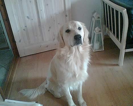 Golden retriever Esbjørn billede 1