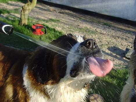 Sankt bernhardshund ~Aslan~ - jeg elsker og lege med vand................. billede 17