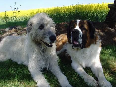 Sankt bernhardshund ~Aslan~ - mig og fanta....1 1/2 år gammel billede 18