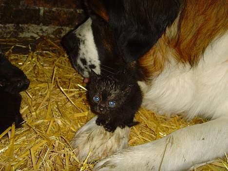Sankt bernhardshund ~Aslan~ - Jeg er besat....af katte.... billede 19