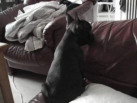 Fransk bulldog Pølle billede 8