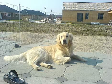 Golden retriever Esbjørn billede 2