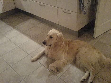 Golden retriever Esbjørn billede 3