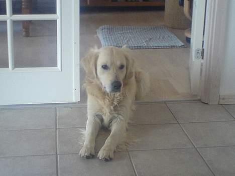 Golden retriever Esbjørn billede 4