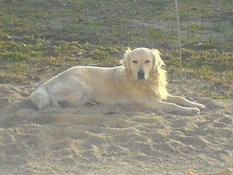 Golden retriever Esbjørn billede 5