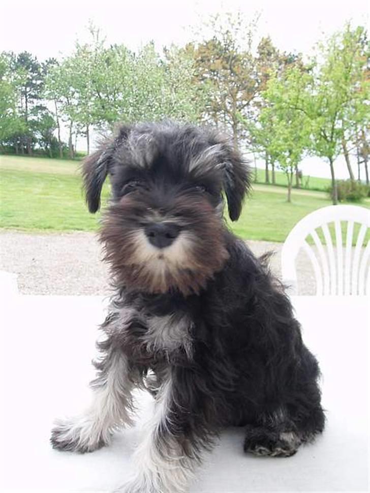 Dvaergschnauzer *Hr. Albert* - jeg er SÅÅÅÅÅÅ fræk kan i tro...... billede 5