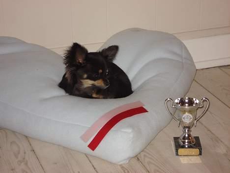 Chihuahua Tyson - Sikke en fin præmie på første udstilling billede 6