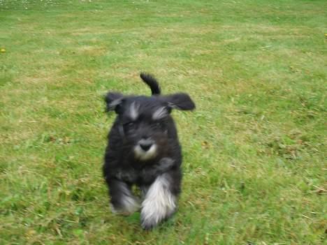 Dvaergschnauzer *Hr. Albert* - Angriiiiib.....  billede 6