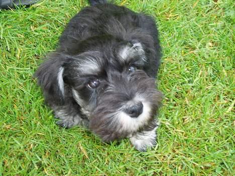 Dvaergschnauzer *Hr. Albert* - Kigger du på mig... ? billede 7