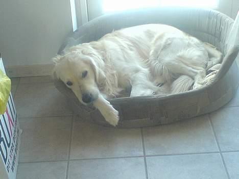 Golden retriever Esbjørn billede 6
