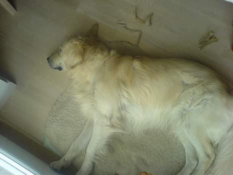 Golden retriever Esbjørn billede 7