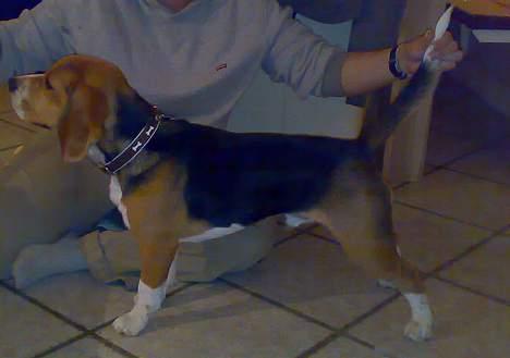 Beagle 3år d. 3 juni 09 (død 6/10-15)  - Ja jeg kan godt  billede 12