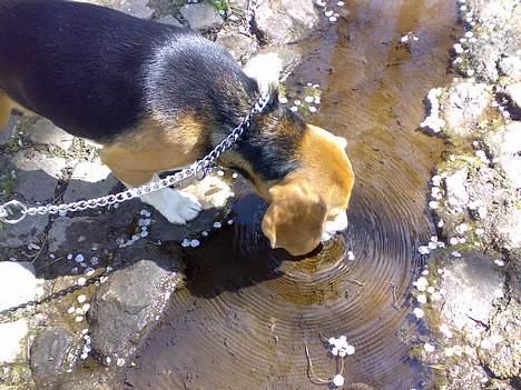 Beagle 3år d. 3 juni 09 (død 6/10-15)  - lige en lille en til halsen billede 13