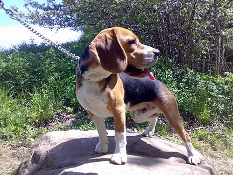Beagle 3år d. 3 juni 09 (død 6/10-15)  - hov hvad var det???? billede 14