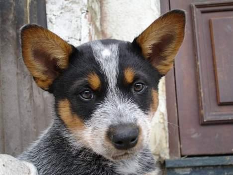 Australsk cattledog Emil billede 1
