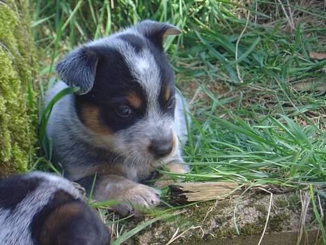 Australsk cattledog Emil billede 2