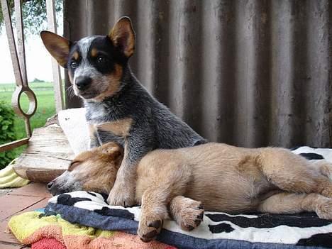 Australsk cattledog Emil - Mini guardian ;) billede 3