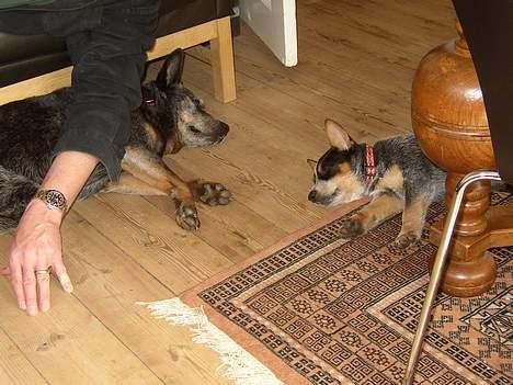 Australsk cattledog Emil - Emil og hans Grandtante :) billede 4