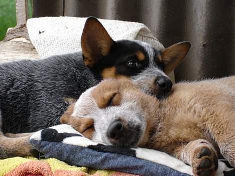 Australsk cattledog Emil - Emil og Emma billede 5